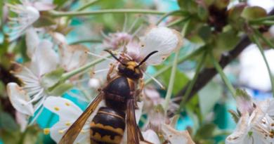 Como tirar fotos macro e close-up?