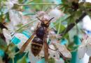 Wie mache ich Makro- und Nahaufnahmen?